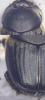 Onthophagus medius